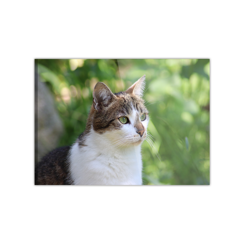 Foto op plexiglas